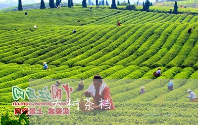 大树茶档/2023110966947