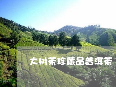 大树茶珍藏品普洱茶/2023120438260