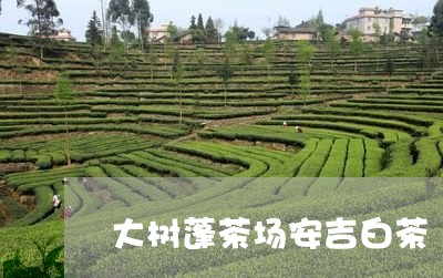 大树蓬茶场安吉白茶/2023121883795