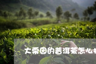 大栗园的普洱茶怎么样/2023061545259