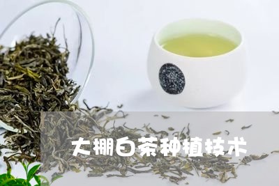 大棚白茶种植技术/2023061683160