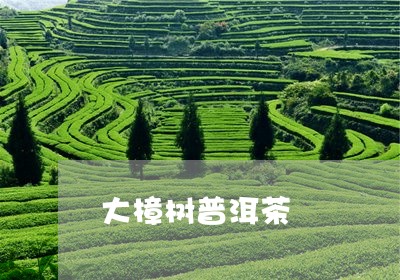 大樟树普洱茶/2023042669841