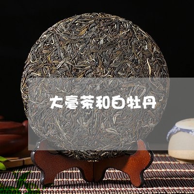 大毫茶和白牡丹/2023112369483