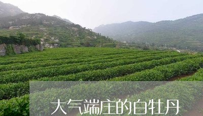 大气端庄的白牡丹/2023090623046