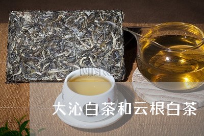 大沁白茶和云根白茶/2023071652847