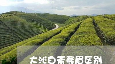 大沁白茶寿眉区别/2023090837694