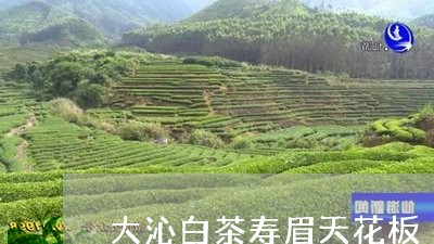 大沁白茶寿眉天花板/2023081364728