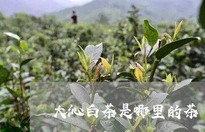 大沁白茶是哪里的茶/2023071661725