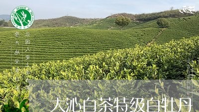 大沁白茶特级白牡丹/2023091448179