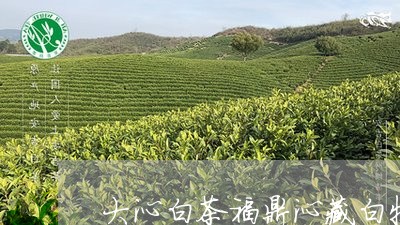 大沁白茶福鼎沁藏白牡丹/2023092107059