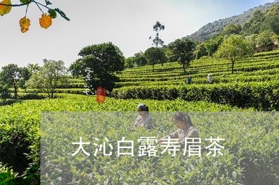 大沁白露寿眉茶/2023112476271