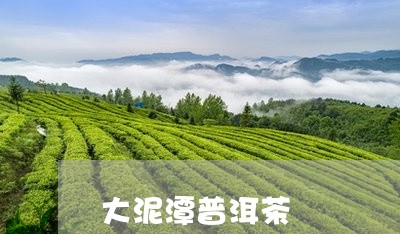 大泥潭普洱茶/2023042880490