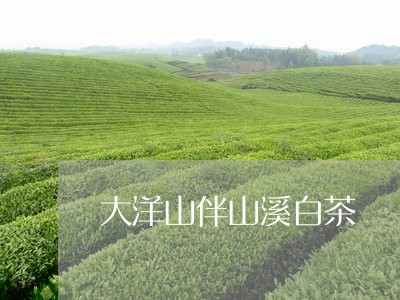 大洋山伴山溪白茶/2023061614071