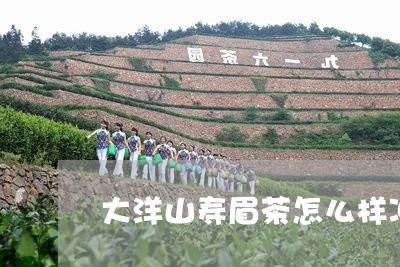 大洋山寿眉茶怎么样冲泡/2023092494037