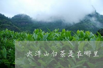 大洋山白茶是在哪里/2023071674715