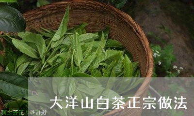 大洋山白茶正宗做法/2023071683379