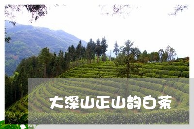 大深山正山韵白茶/2023061612837