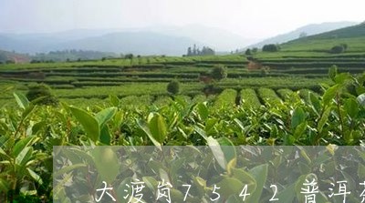 大渡岗7542普洱茶/2023080192713