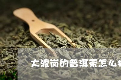 大渡岗的普洱茶怎么样/2023092667491