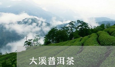 大溪普洱茶/2023090568481