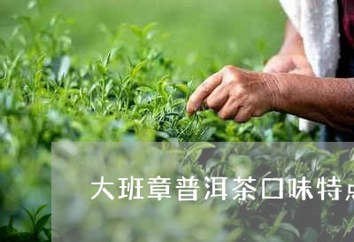 大班章普洱茶口味特点/2023062725178