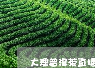 大理普洱茶直播/2023121554028