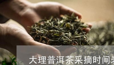 大理普洱茶采摘时间表图片/2023121551594