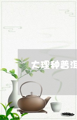 大理种普洱茶/2023042665779