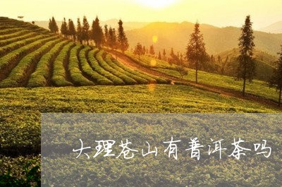 大理苍山有普洱茶吗/2023120555029