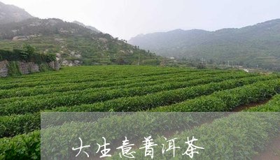 大生意普洱茶/2023042678640