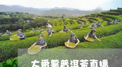 大番薯普洱茶直播/2023082991823