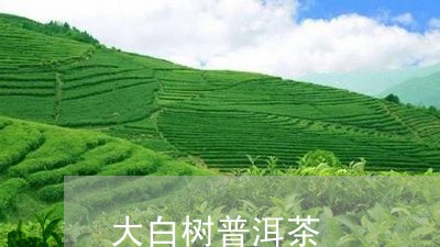 大白树普洱茶/2023042713736