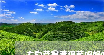 大白芽是普洱茶吗好喝吗/2023121598152