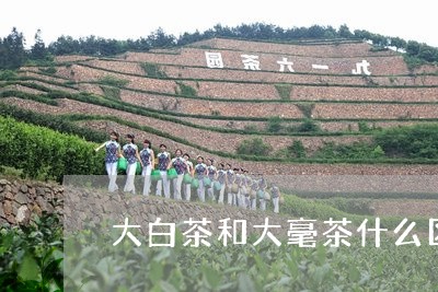 大白茶和大毫茶什么区别/2023101614927