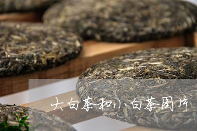 大白茶和小白茶图片/2023121873947