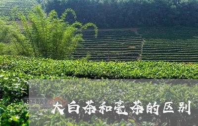 大白茶和毫茶的区别/2023071750373