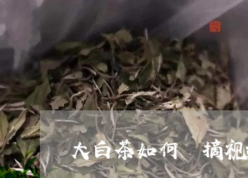 大白茶如何釆摘视频/2023121843925