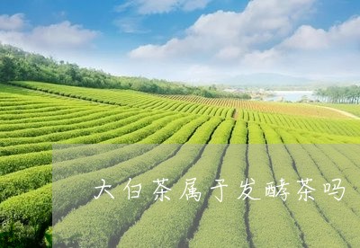 大白茶属于发酵茶吗/2023121872714