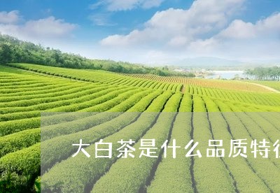 大白茶是什么品质特征的/2023101639382