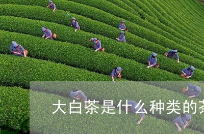 大白茶是什么种类的茶/2023092830592