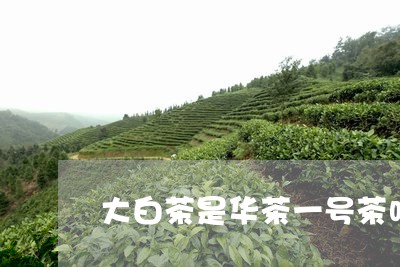 大白茶是华茶一号茶吗/2023092876248