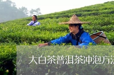 大白茶普洱茶冲泡方法/2023080277371