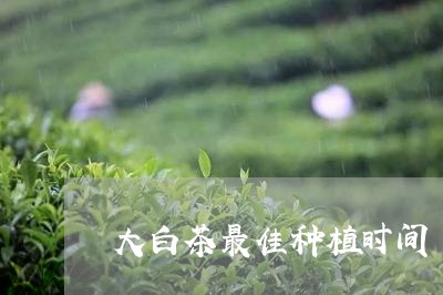 大白茶最佳种植时间/2023071606179