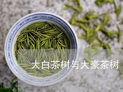 大白茶树与大豪茶树/2023071735158