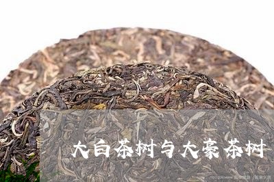 大白茶树与大豪茶树/2023081437495