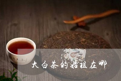 大白茶的始祖在哪/2023061773636