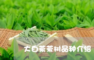 大白茶茶树品种介绍/2023071770515