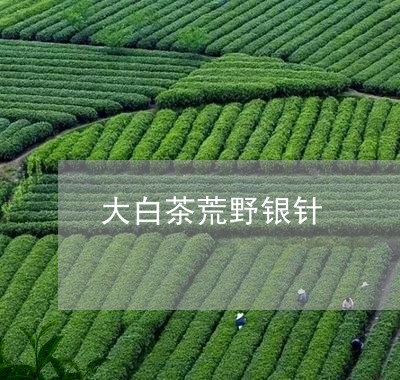 大白茶荒野银针/2023082671715