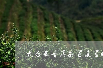 大白菜普洱茶百度百科/2023061437270