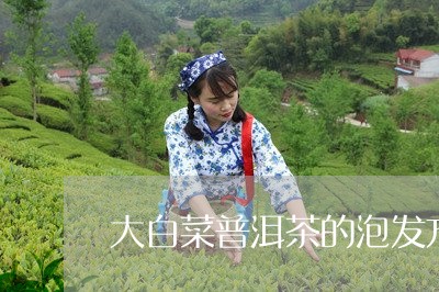 大白菜普洱茶的泡发方法/2023112705048